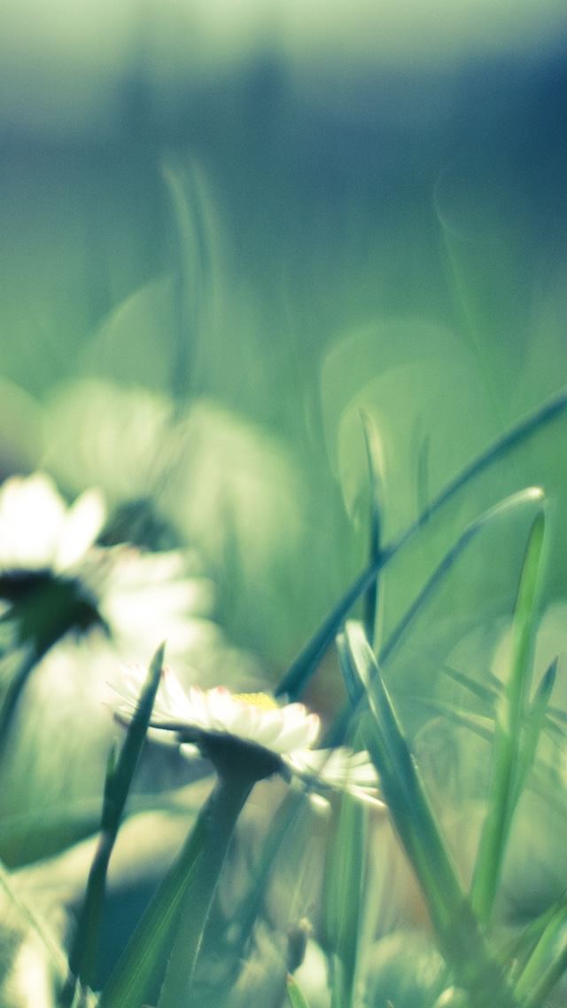 640x1136 Daisies And Grass - grass iPhone Wallpaper