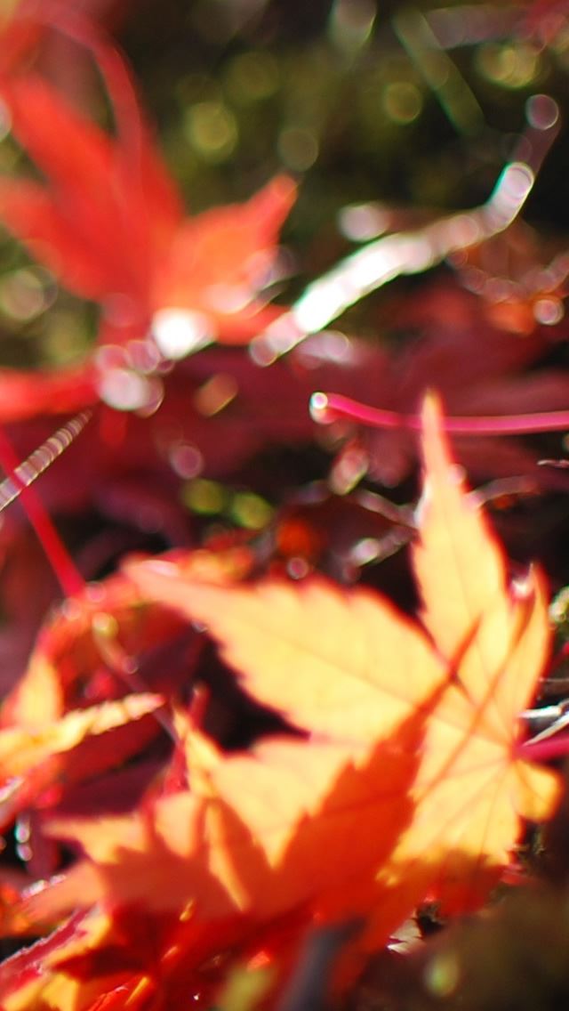 640x1136 Fallen Maple Leaves - sunshine iPhone Wallpaper
