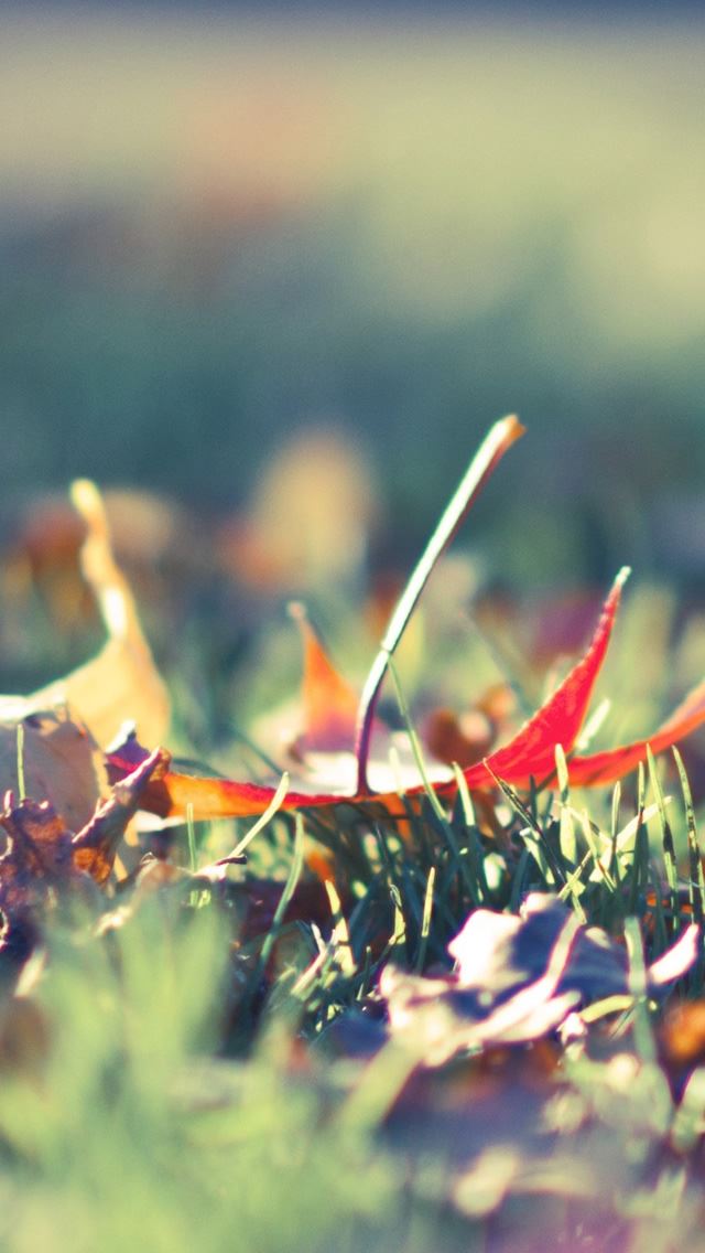640x1136 Fall Foliage 2 - foliage iPhone Wallpaper