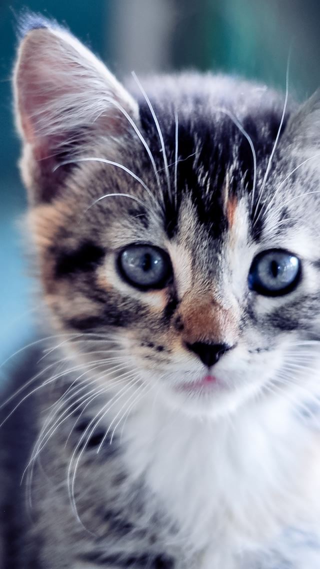 640x1136 Kitty -  iPhone Wallpaper