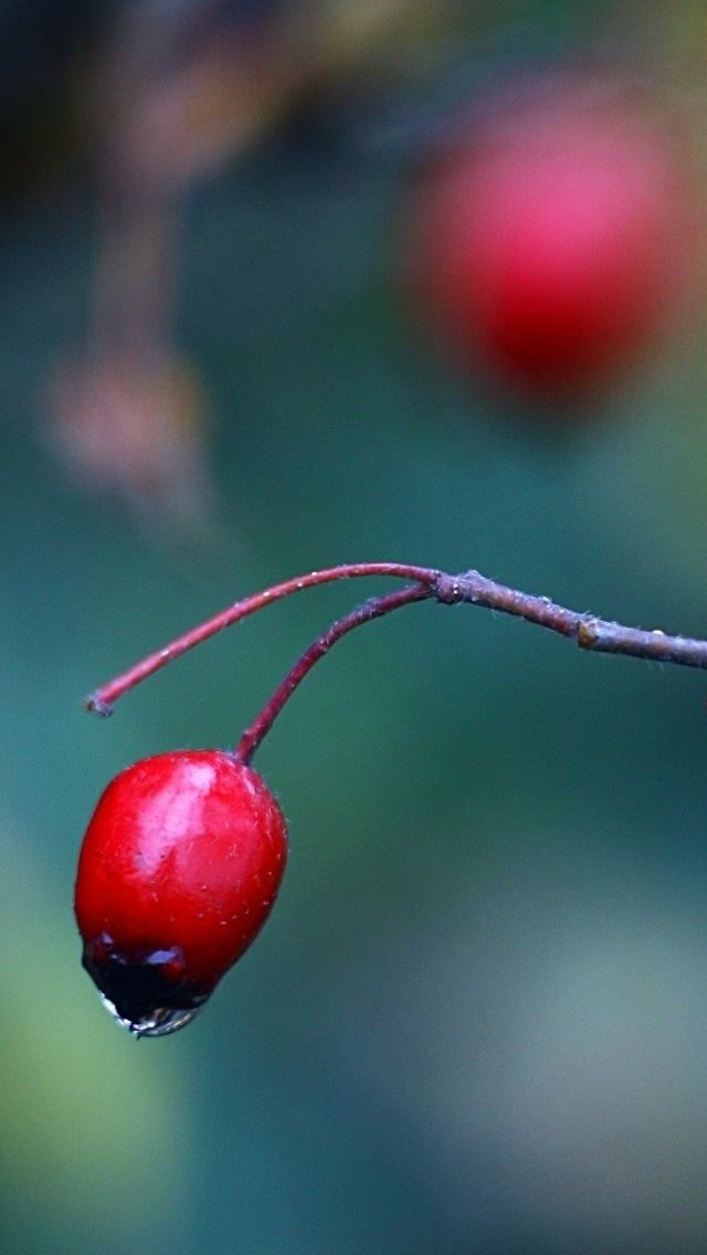 640x1136 Red Berry Close Up - berry iPhone Wallpaper
