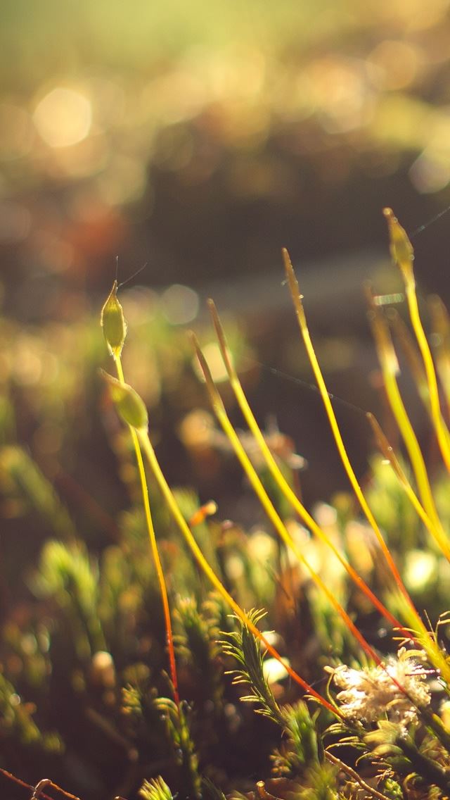640x1136 Moss Morning - sunshine iPhone Wallpaper