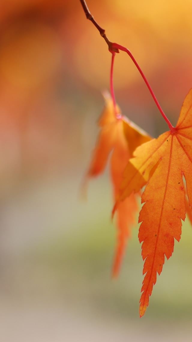 640x1136 Orange Leaves Bokeh - leaves iPhone Wallpaper