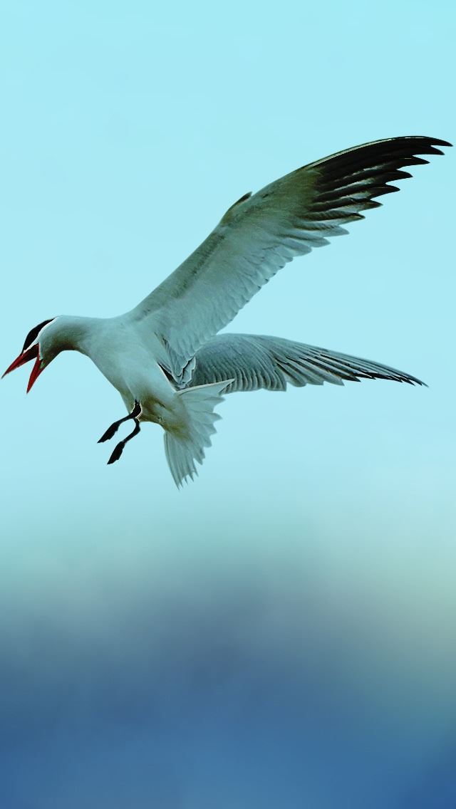 640x1136 Seagull 5 - birds iPhone Wallpaper