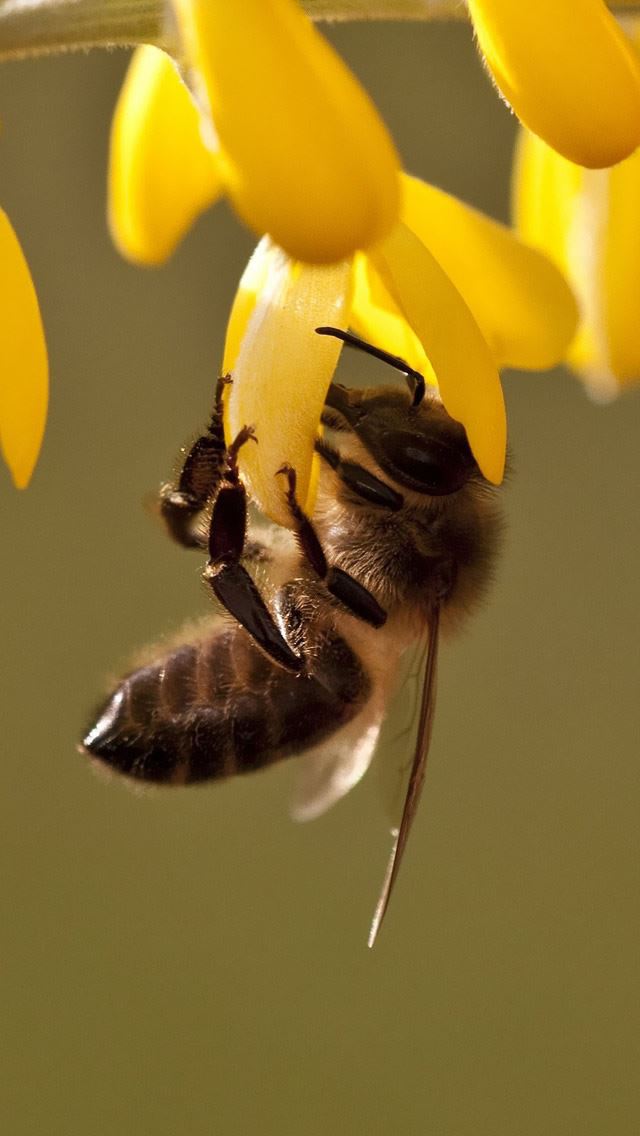 640x1136 Bee - bee iPhone Wallpaper