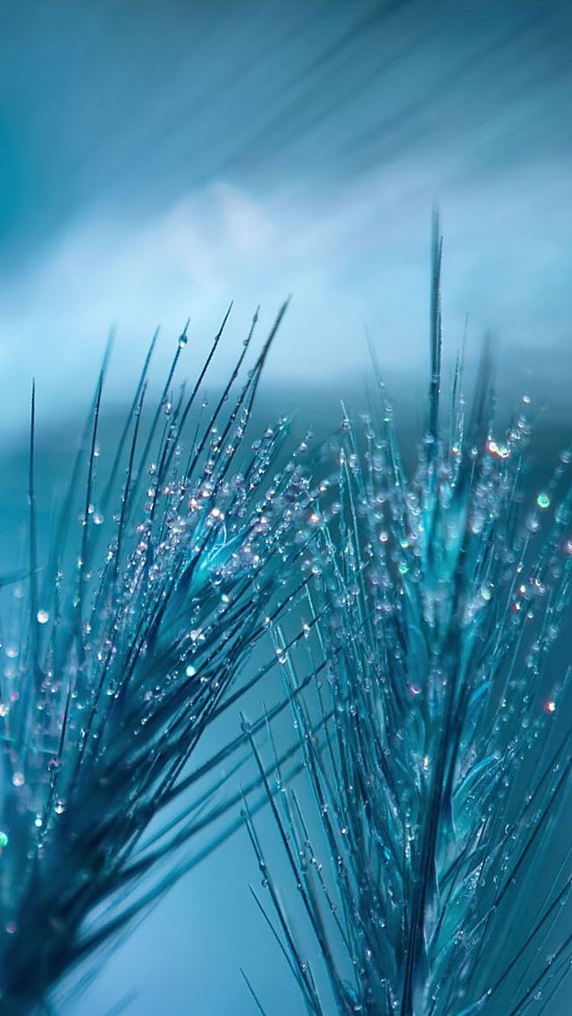 640x1136 The dew on wheat - dew iPhone Wallpaper