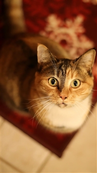 Cat Looking Up wallpaper