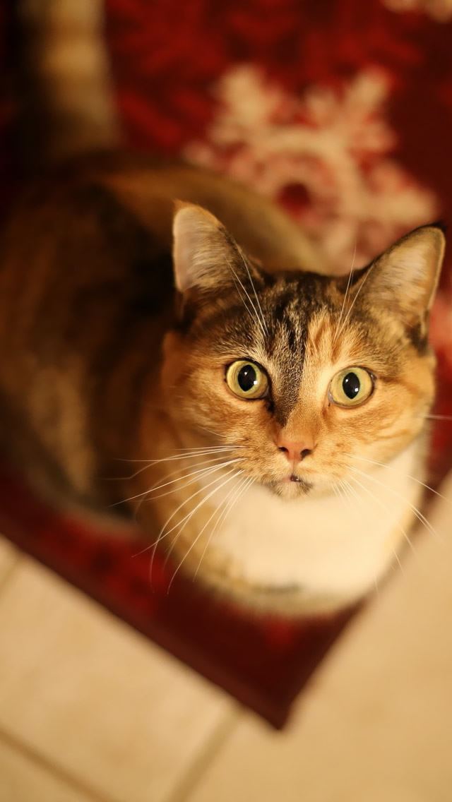 640x1136 Cat Looking Up -  iPhone Wallpaper