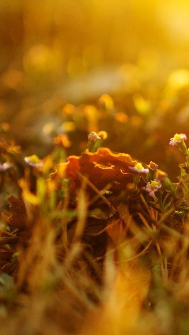 640x1136 Sunlighted Grass Summer - purple iPhone Wallpaper
