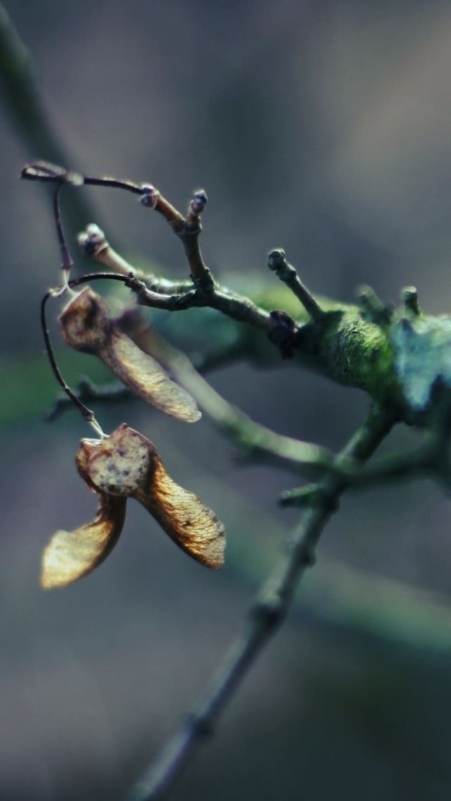 640x1136 Tree Branch Bokeh - branch iPhone Wallpaper