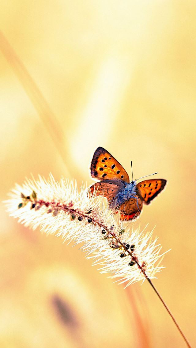 640x1136 Butterfly -  iPhone Wallpaper