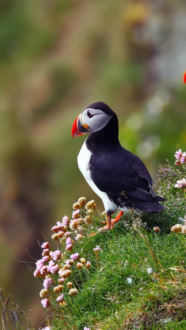 640x1136 Atlantic Puffins -  iPhone Wallpaper