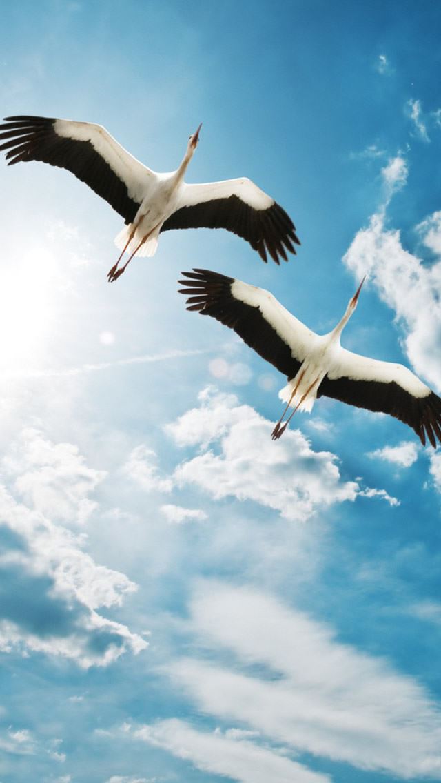 640x1136 Storks -  iPhone Wallpaper