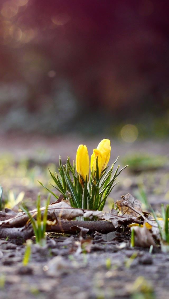 640x1136 Yellow Crocus Buds - flower iPhone Wallpaper