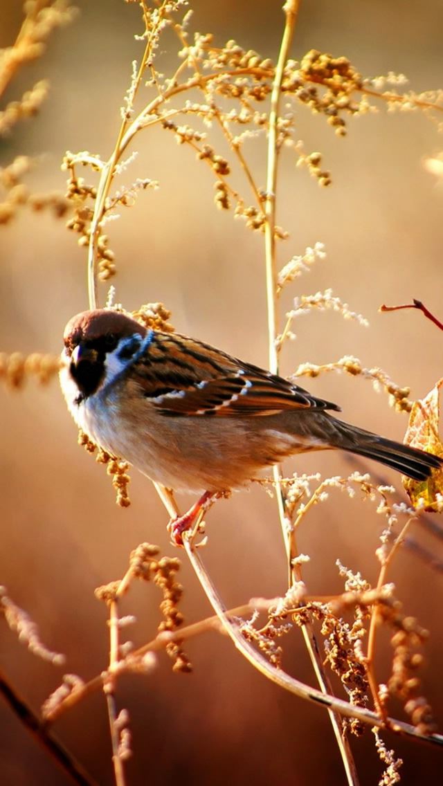 640x1136 Animal 4 - bird iPhone Wallpaper
