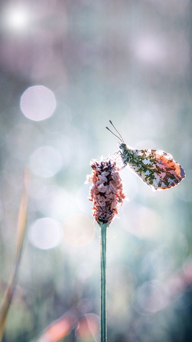 640x1136 The micro distance of US -  iPhone Wallpaper