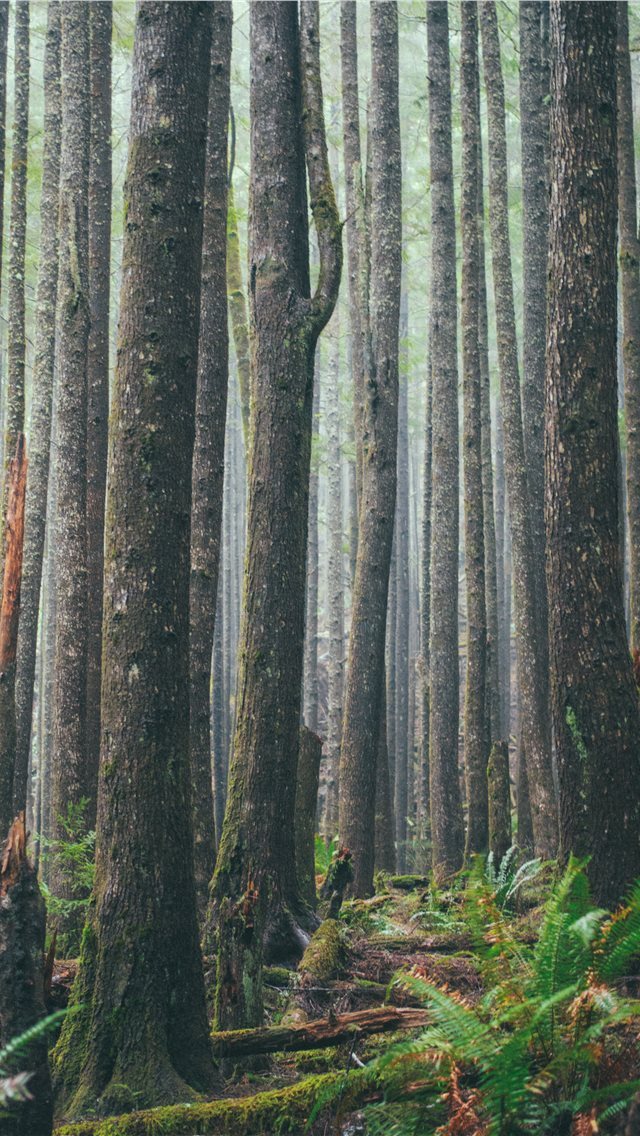 640x1136 Ecola State Park  Cannon Beach  United States - log iPhone Wallpaper