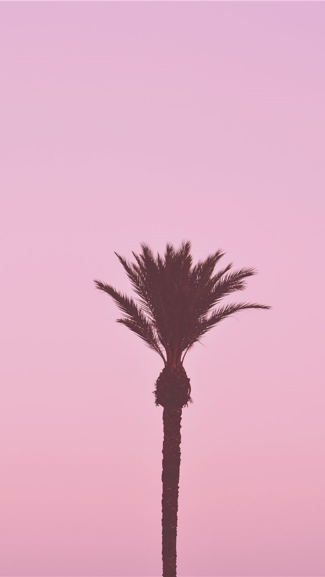 640x1136 La palmera romántica - palm iPhone Wallpaper