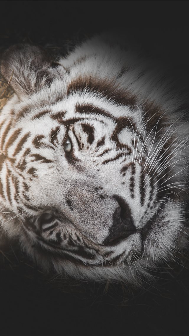 640x1136 A Rare Beauty - tree iPhone Wallpaper