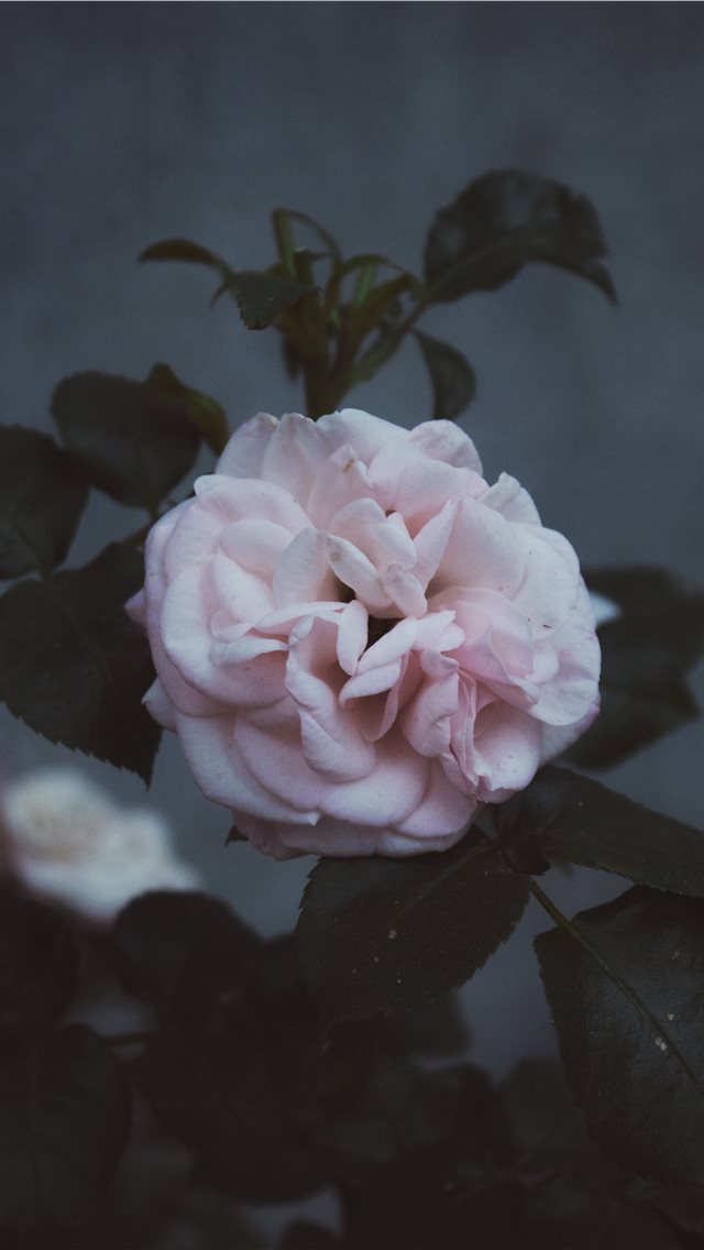 640x1136 Someday - petal iPhone Wallpaper