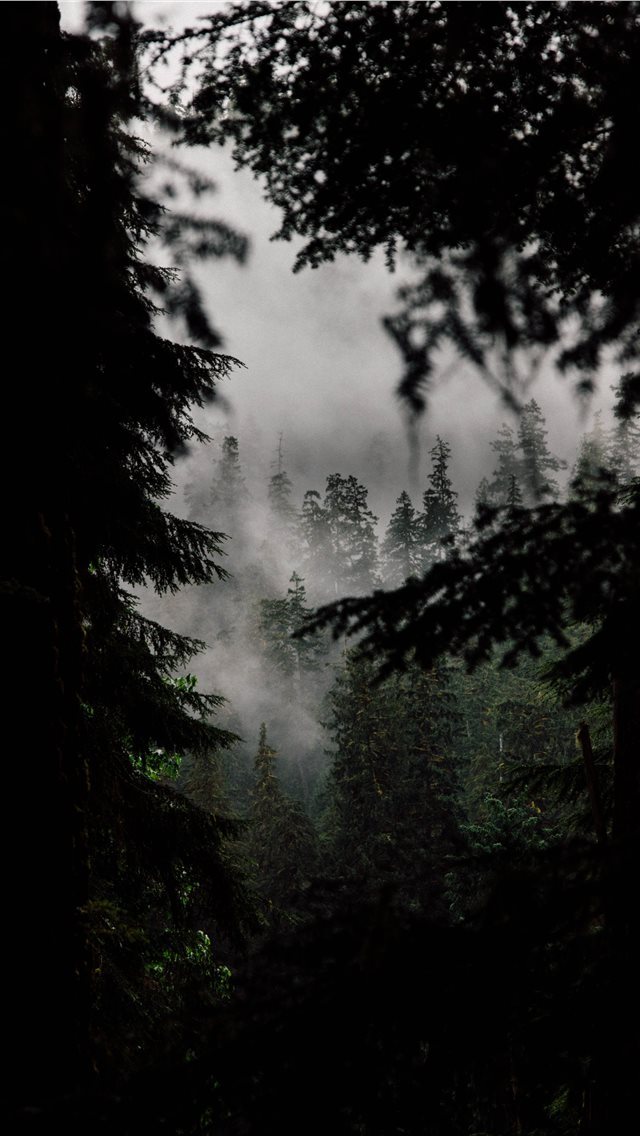 640x1136 In the Quiet Woods - wallpaper iPhone Wallpaper