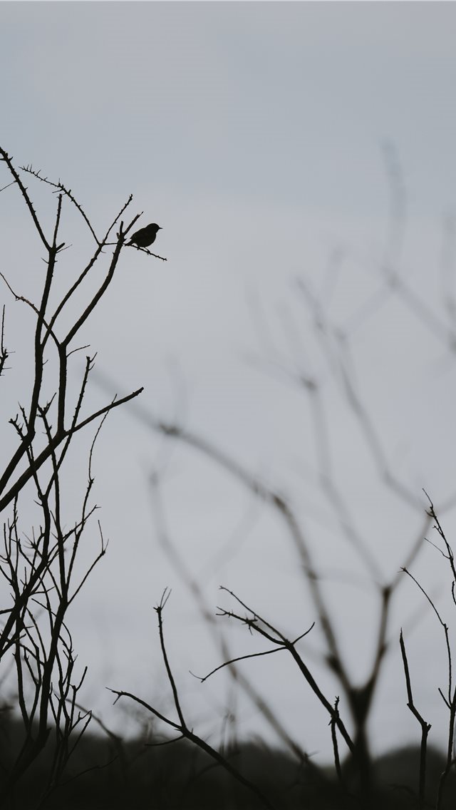 640x1136 Silhouette of a bird perched on a branch - bird iPhone Wallpaper