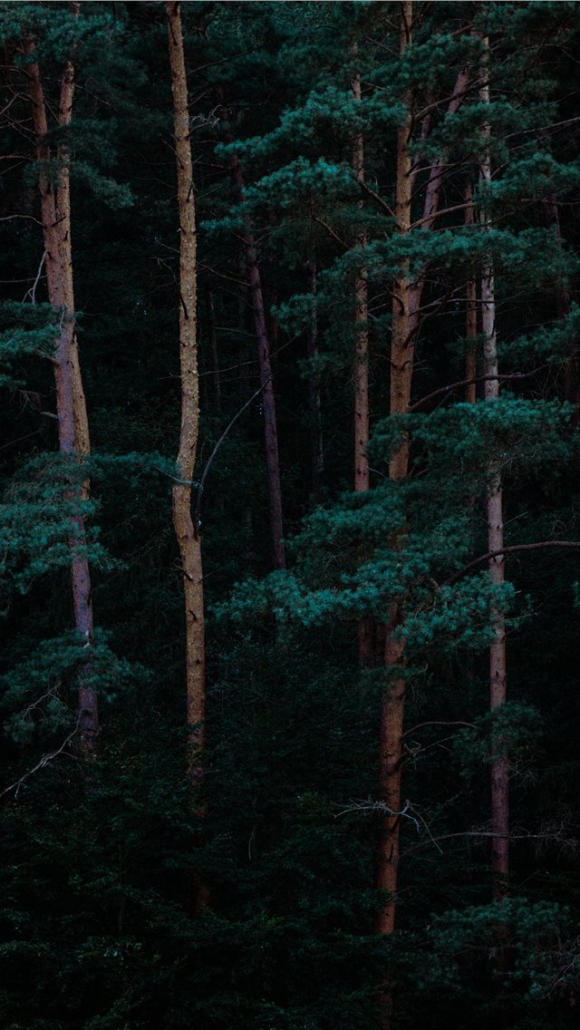 640x1136 Trees - summer iPhone Wallpaper