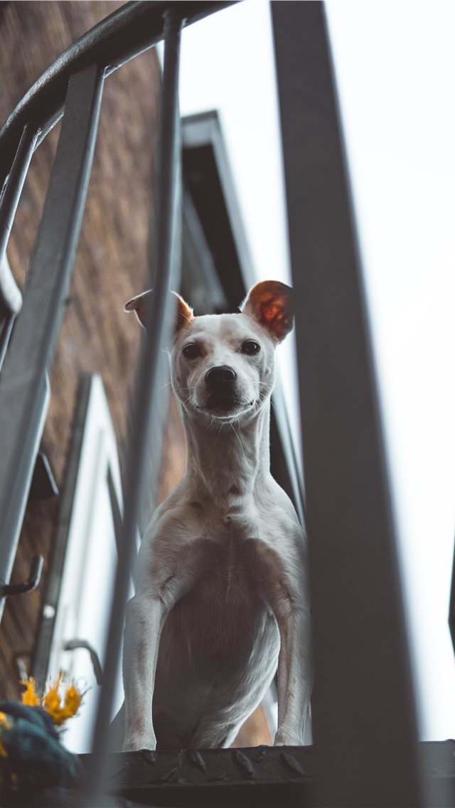640x1136 Spot - jorikkleen iPhone Wallpaper