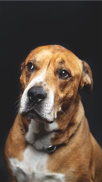 Rescue Dog wallpaper