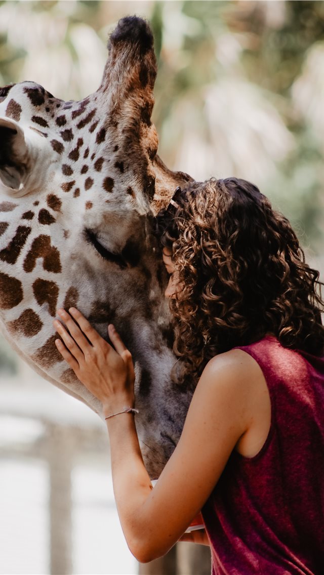 640x1136 Giraffe Encounter - explore iPhone Wallpaper