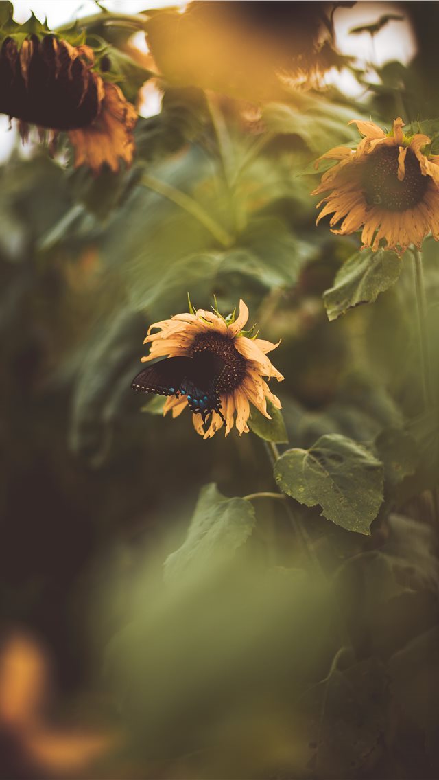 640x1136 flower - butterfly iPhone Wallpaper