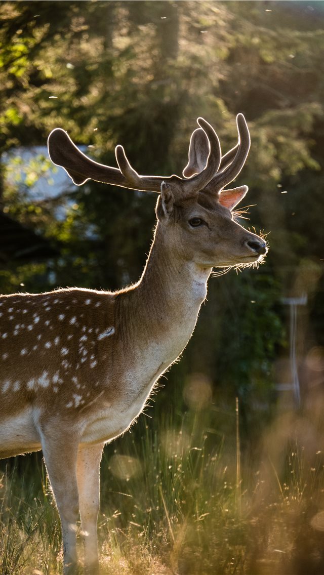 640x1136 The luxurity of nature - golden hour iPhone Wallpaper