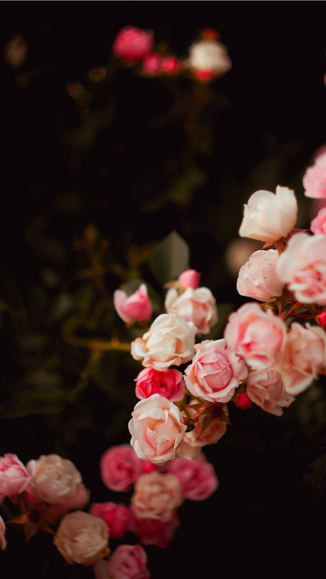 640x1136 flower - rose iPhone Wallpaper