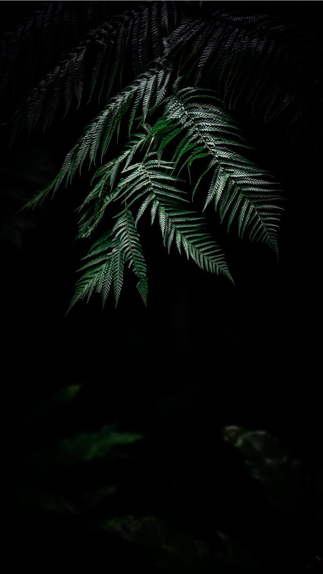 640x1136 Fuego - plant iPhone Wallpaper