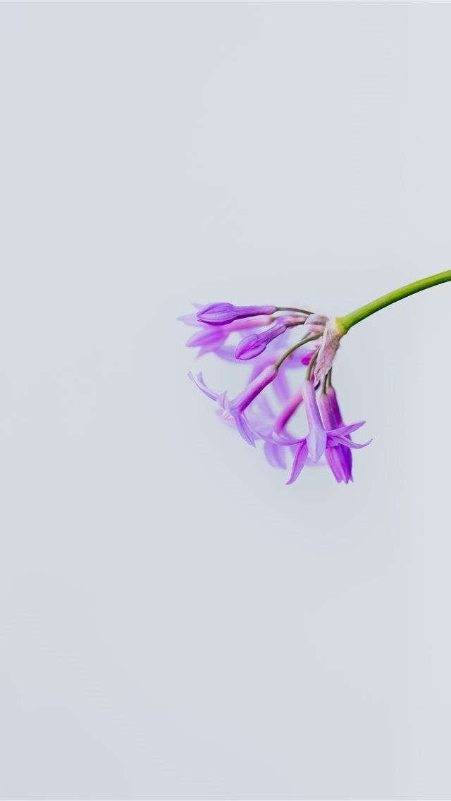 640x1136 Simple - petal iPhone Wallpaper