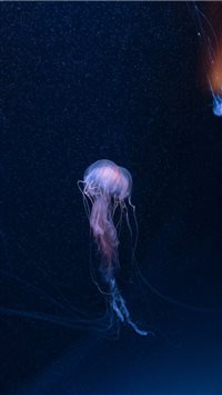 SEA LIFE Brighton  Sussex  United Kingdom wallpaper