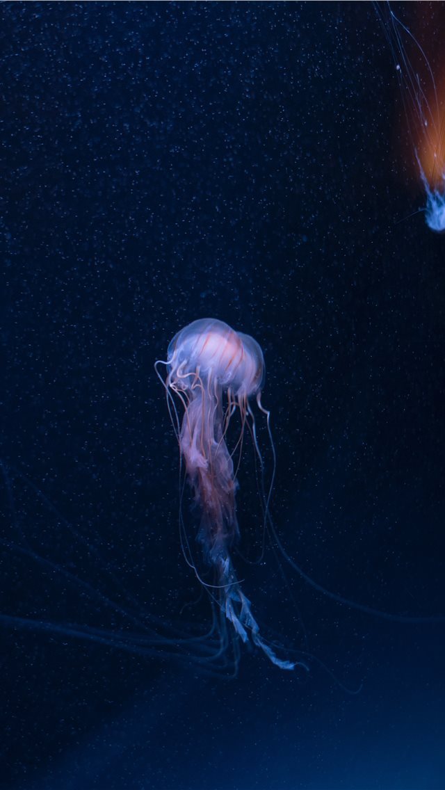 640x1136 SEA LIFE Brighton  Sussex  United Kingdom - sea iPhone Wallpaper