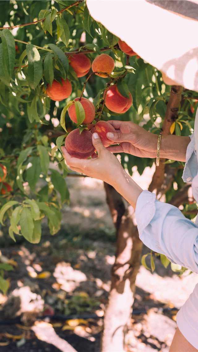 640x1136 Portland  United States - fruit iPhone Wallpaper