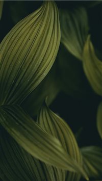 dark groves wallpaper