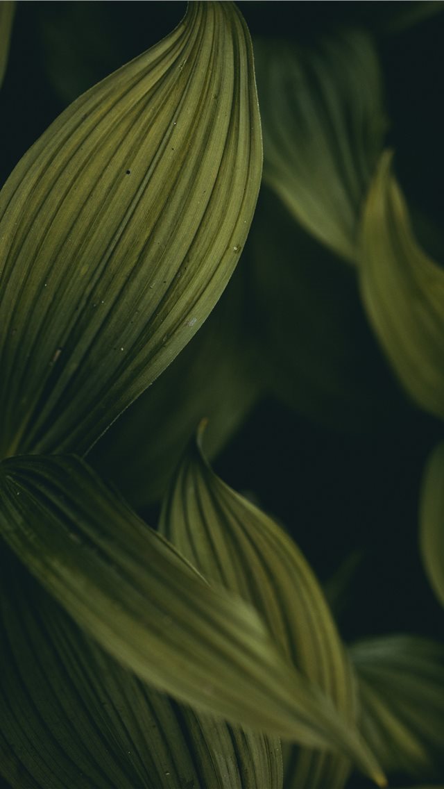 640x1136 dark groves - detail iPhone Wallpaper