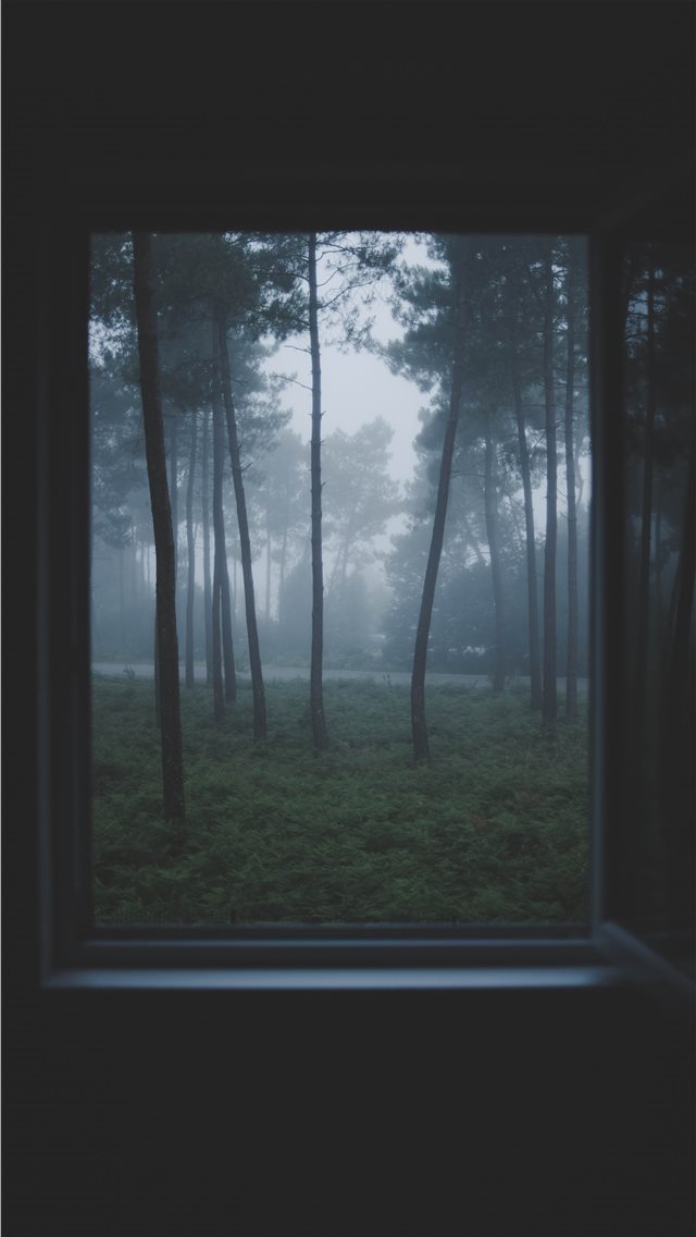640x1136 Lost in the woods - lost iPhone Wallpaper