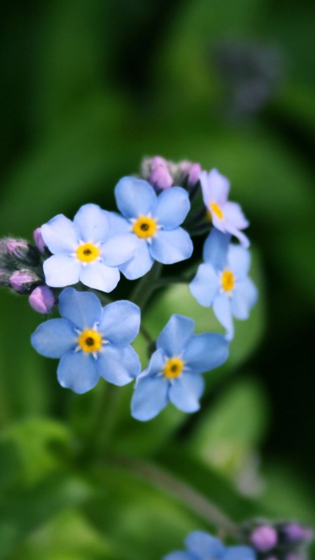 640x1136 Forget Me Not Flower - purple iPhone Wallpaper