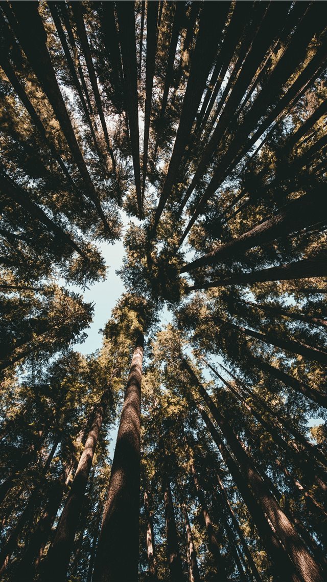 640x1136 Looking up is fun  - looking up iPhone Wallpaper