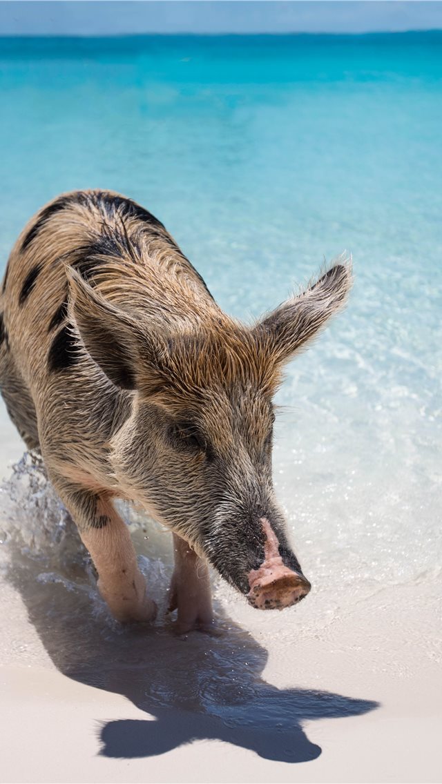640x1136 Exuma  The Bahamas - swimming iPhone Wallpaper