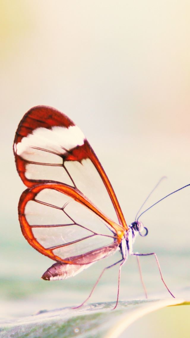 640x1136 Transparent Wings Butterfly - wings iPhone Wallpaper