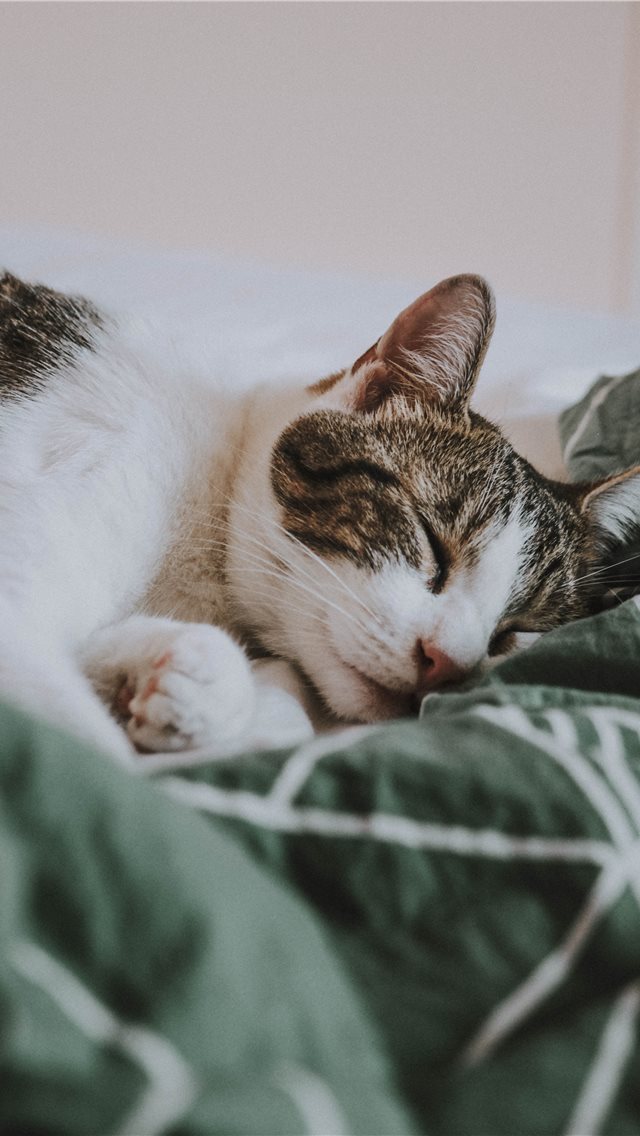 640x1136 Gaston - wallpaper iPhone Wallpaper