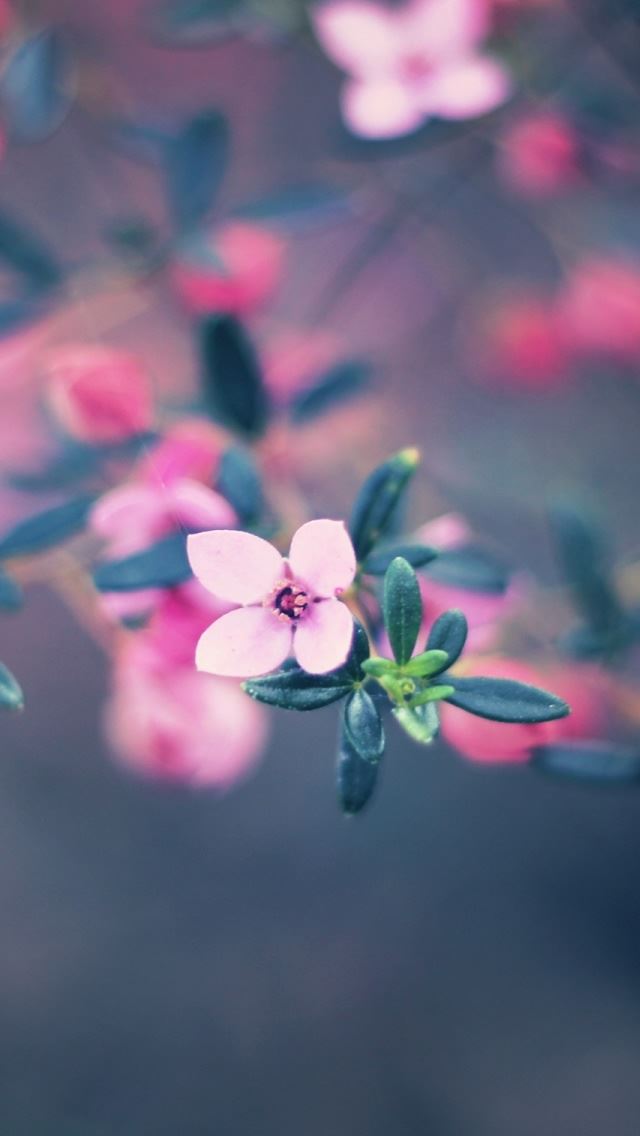 640x1136 Four Petals Flower -  iPhone Wallpaper