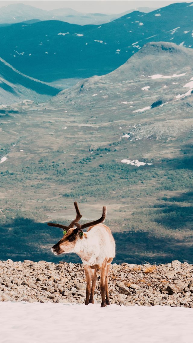 640x1136 Tame  But Not Lame - reindeer iPhone Wallpaper