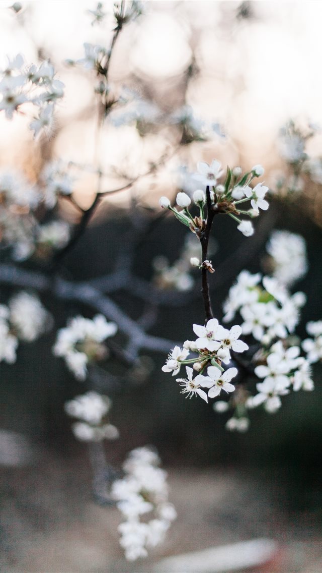 640x1136 Lewisville  United States - blossom iPhone Wallpaper
