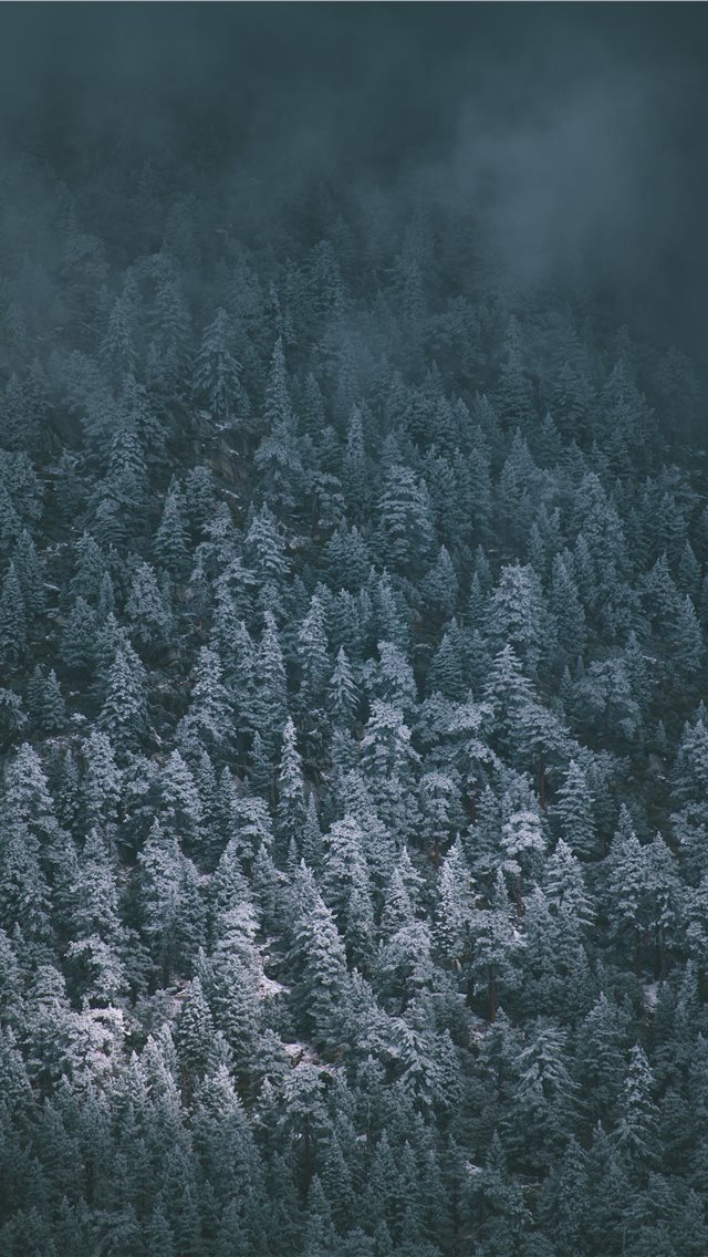 640x1136 Snow Covered Pines - pine tree iPhone Wallpaper